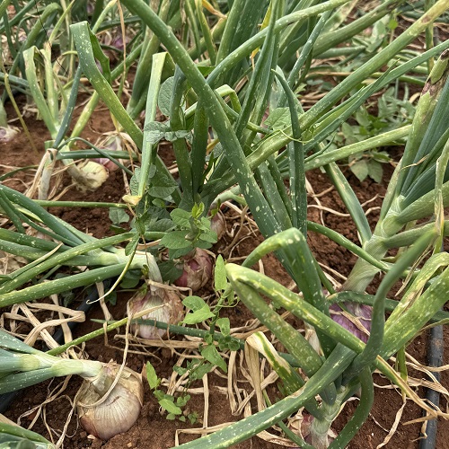 Cebolla Figueras Torribas