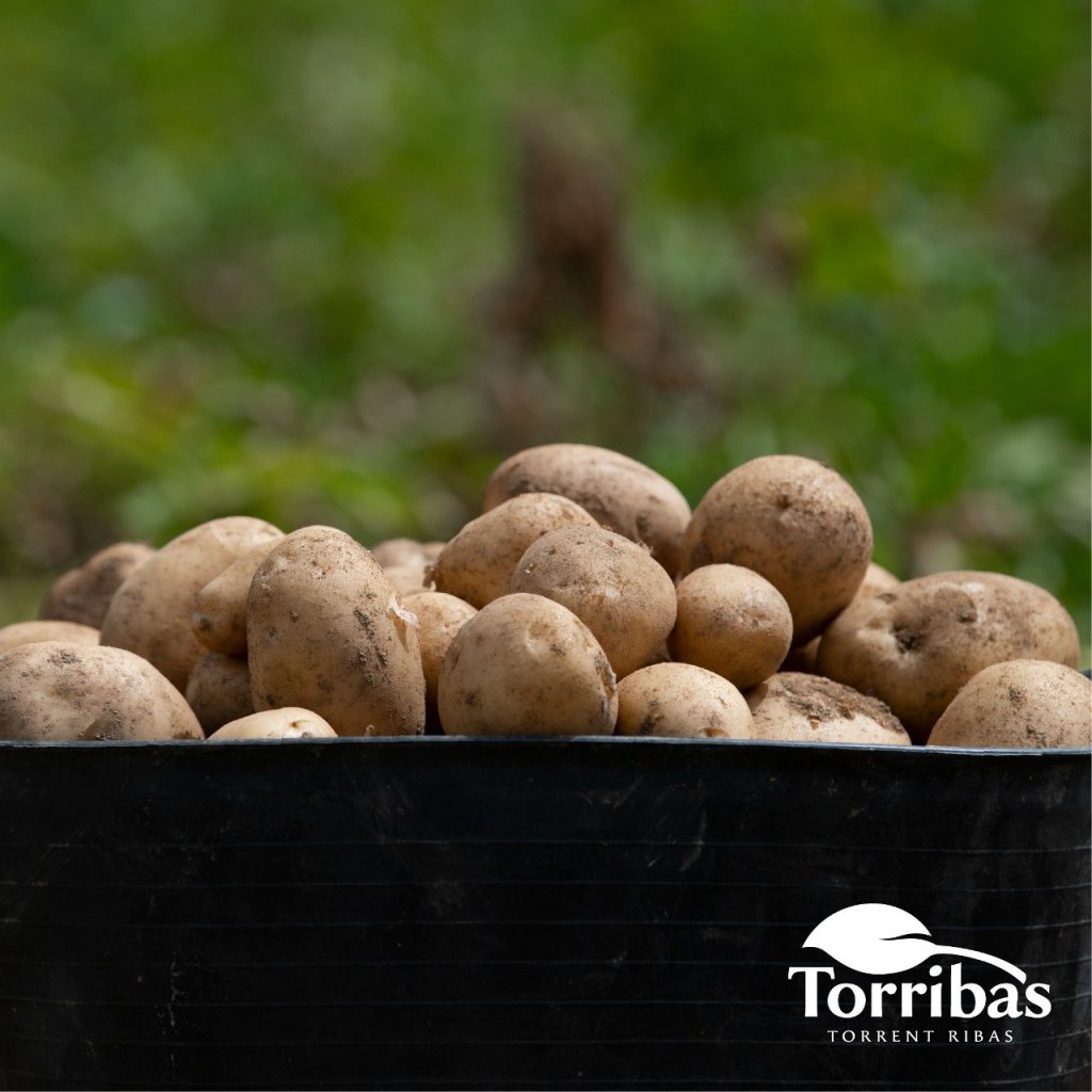patatas Torribas